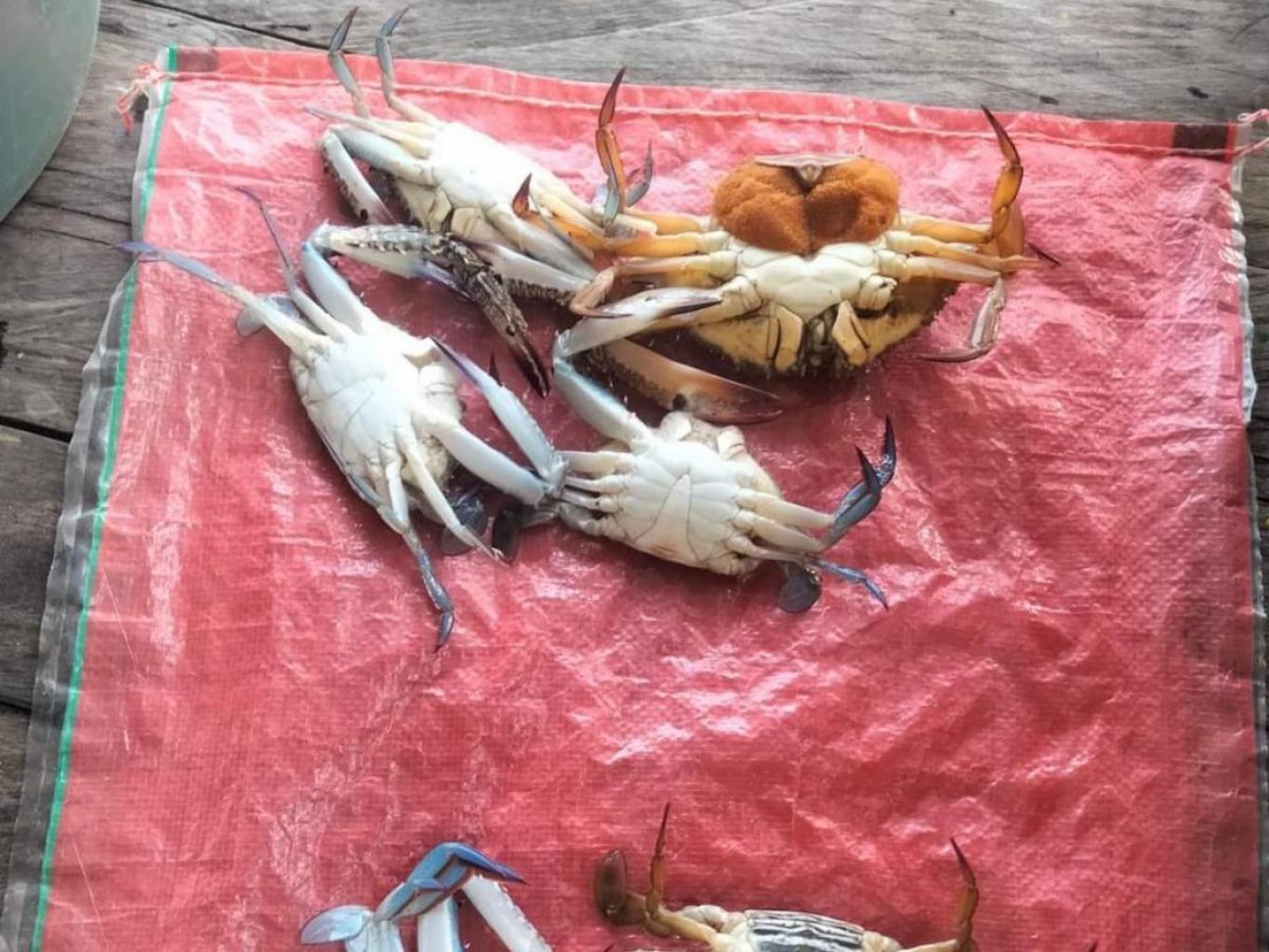 Kepiting (Kamango Kaslewa)
