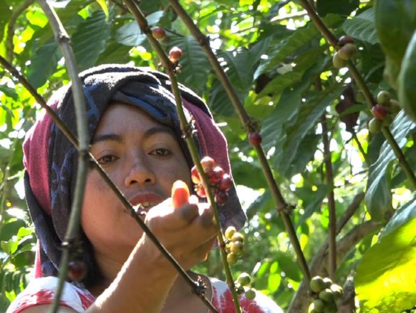 Agrowisata Kopi