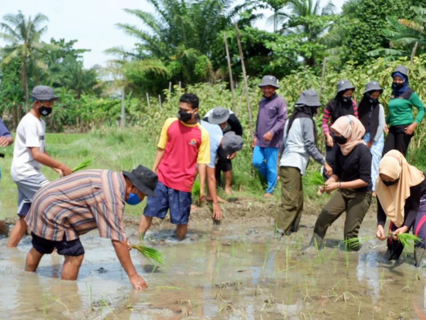 Wisata Agro Persawahan