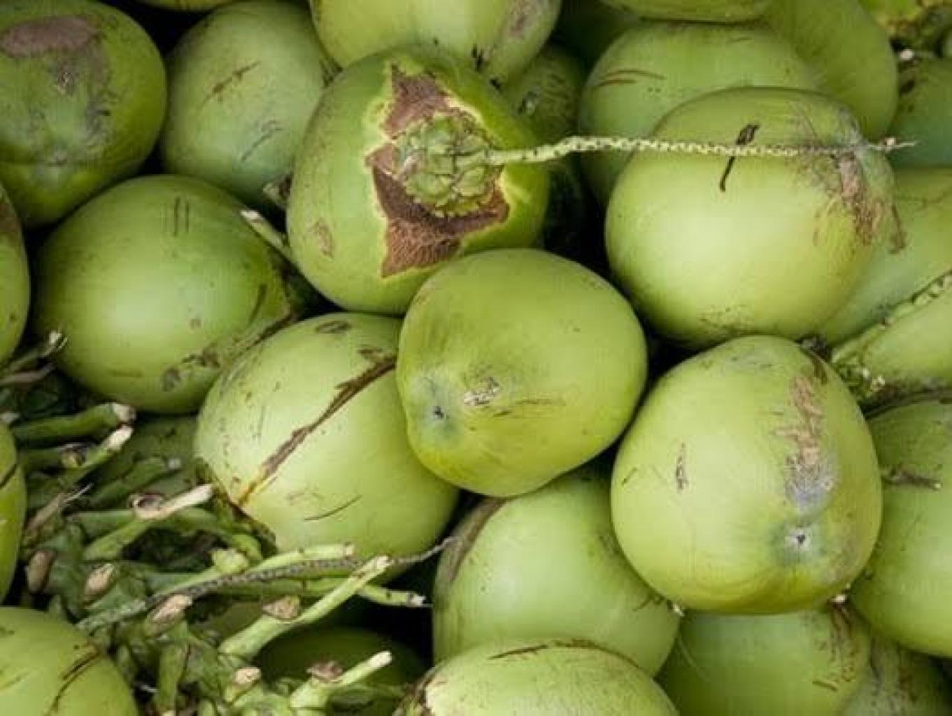 Kelapa muda