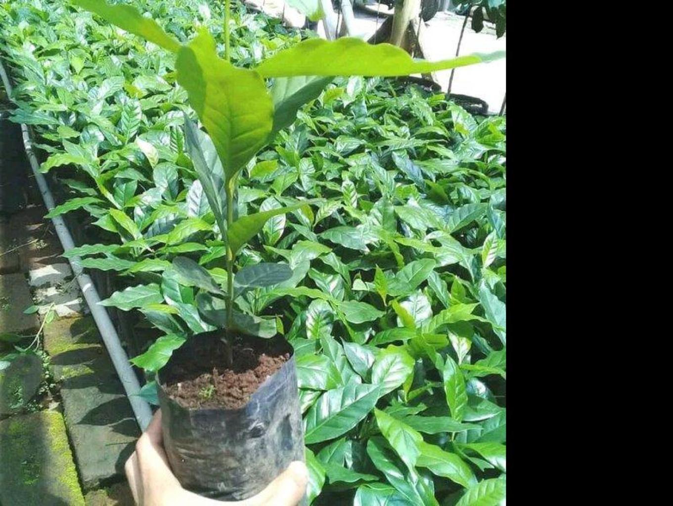 Bibit Kopi Arabika
