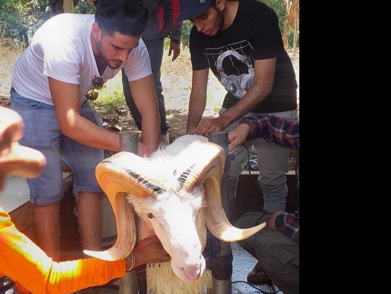 Belajar Memelihara Domba Garut