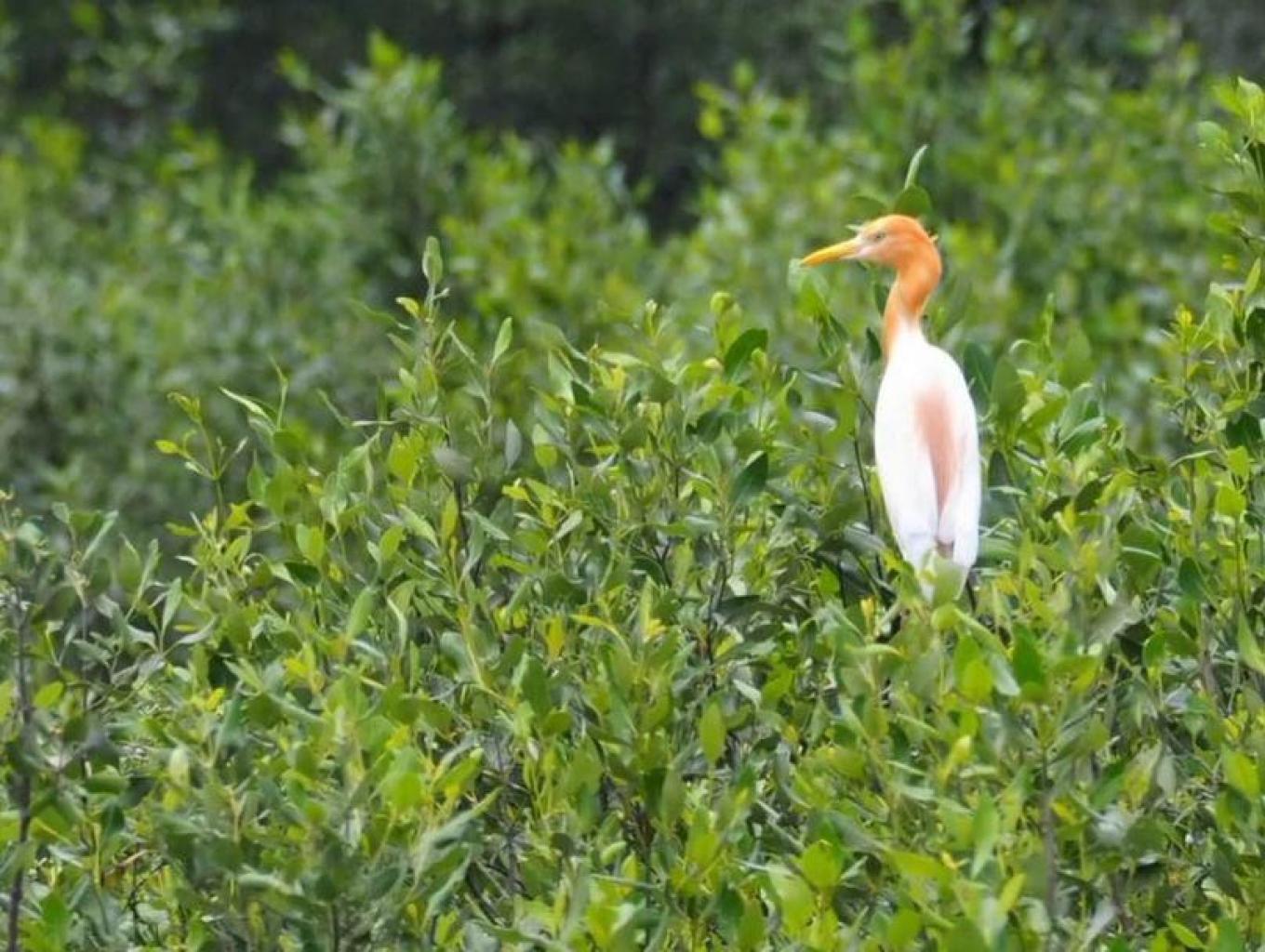 Bird Park of Sontoh Laut (BPSL)