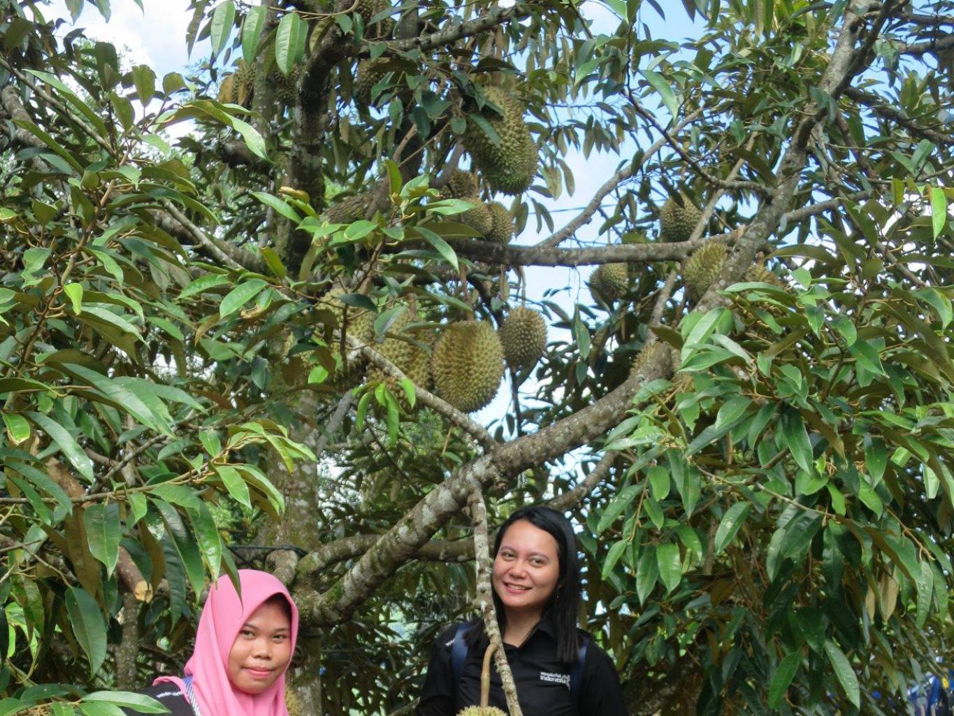 Wisata Buah