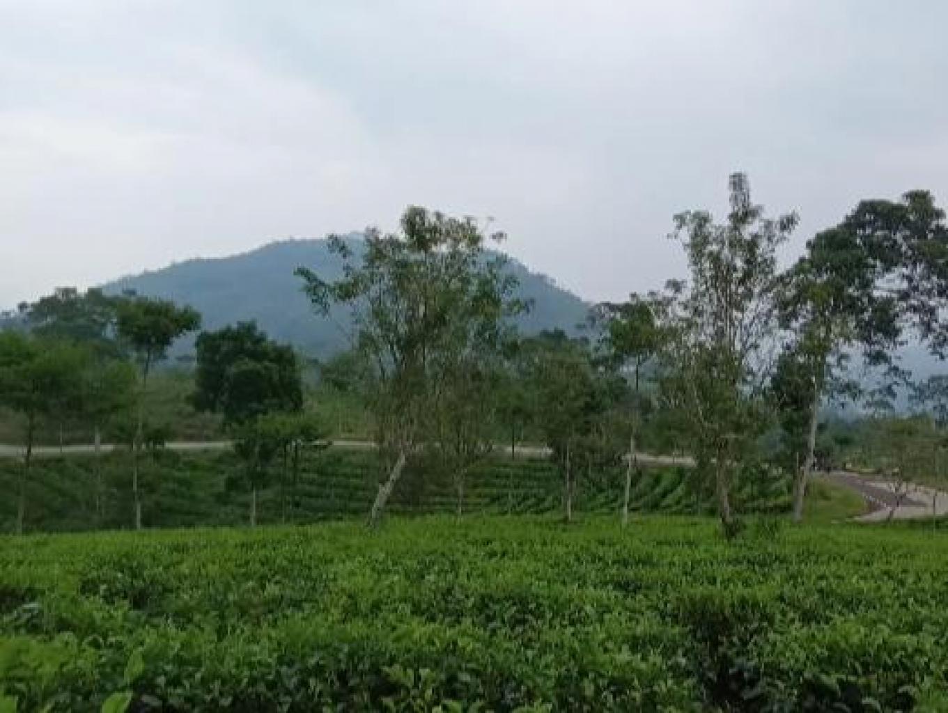 Daya tarik wisata alam perkebunan teh