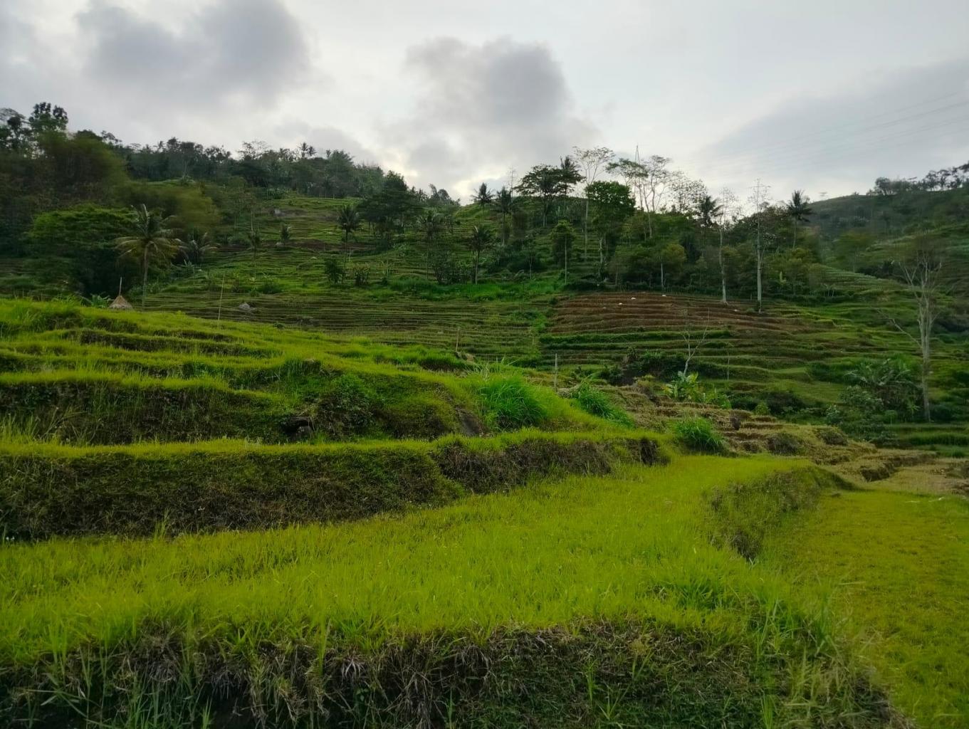 Terasiring Pertanian 