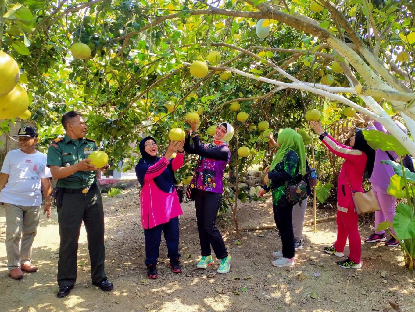 Agrowisata Kebun Jeruk
