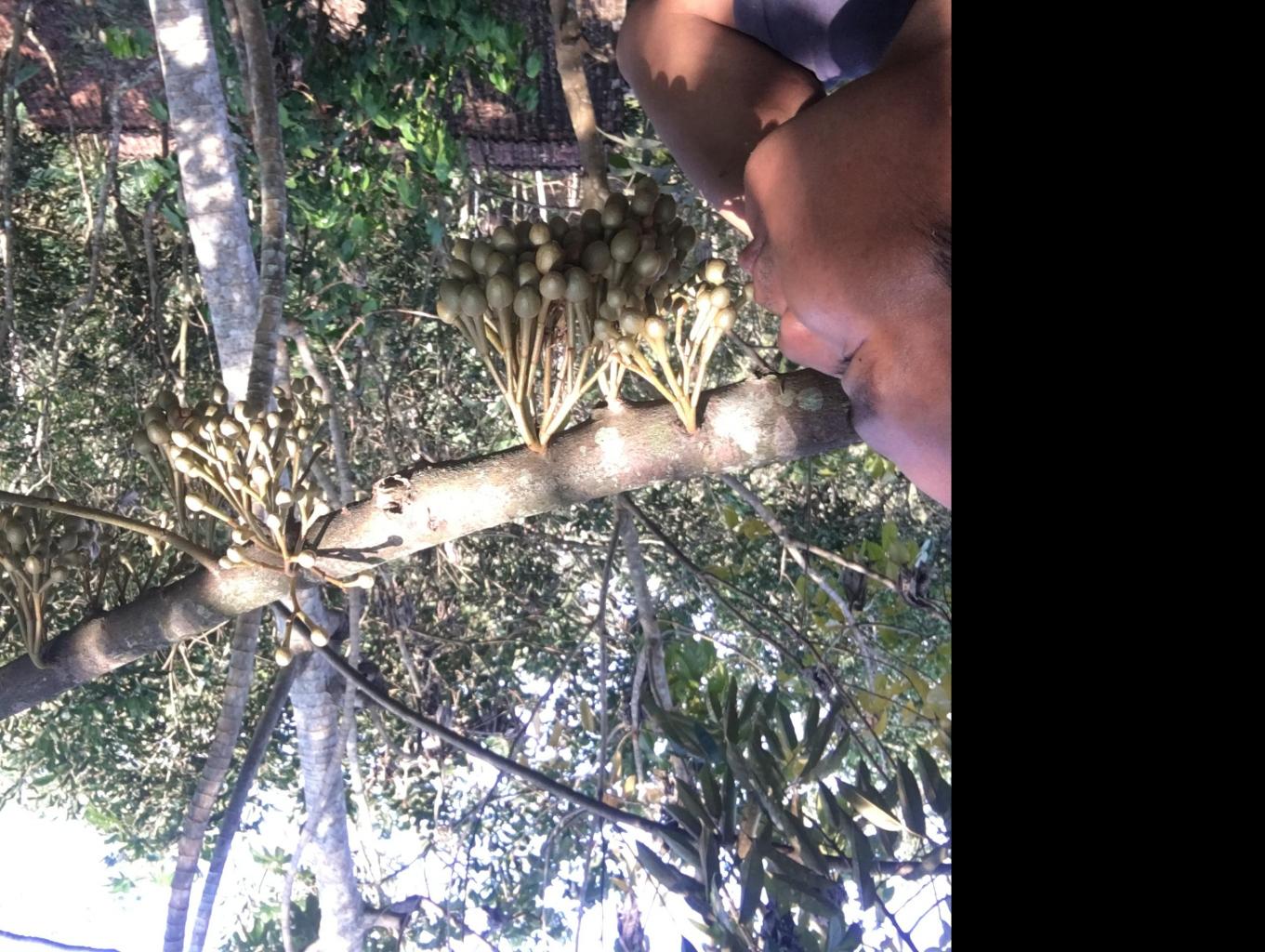 Kebun Durian Sambeng