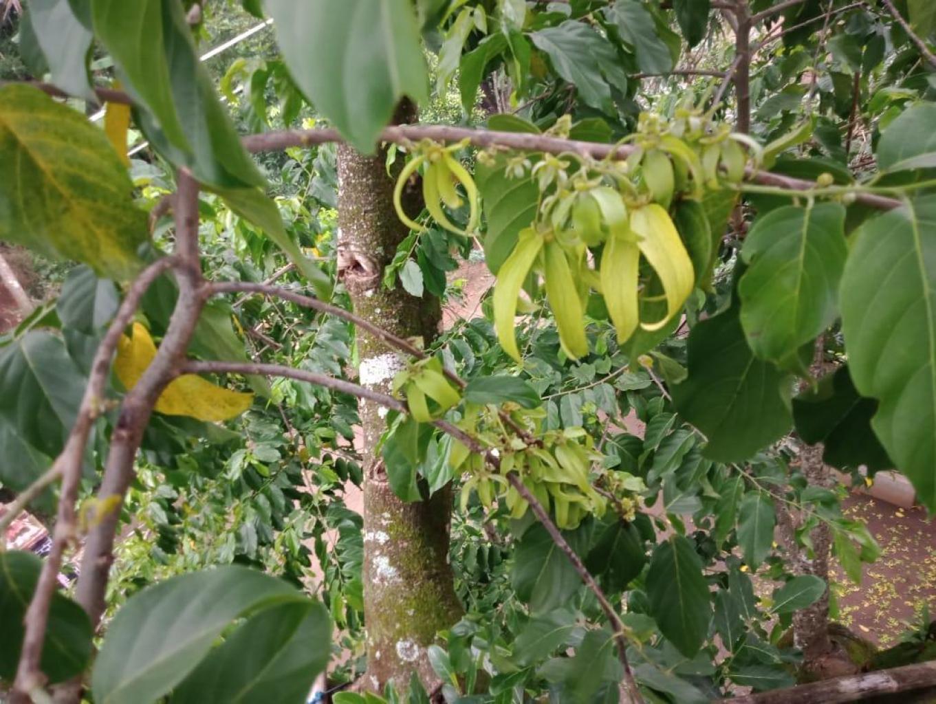 Panen Bunga Kenanga