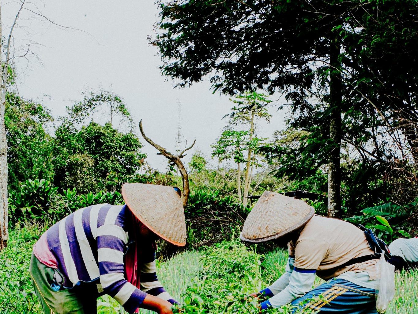 Agrowisata