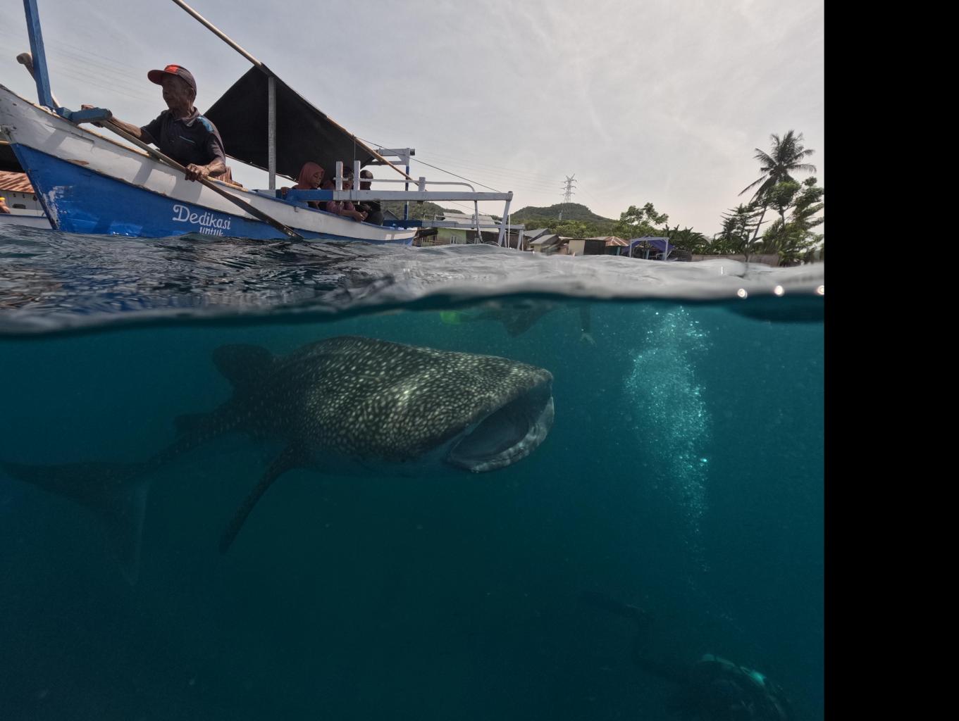 Wisata Perahu Hiu Paus Botubarani