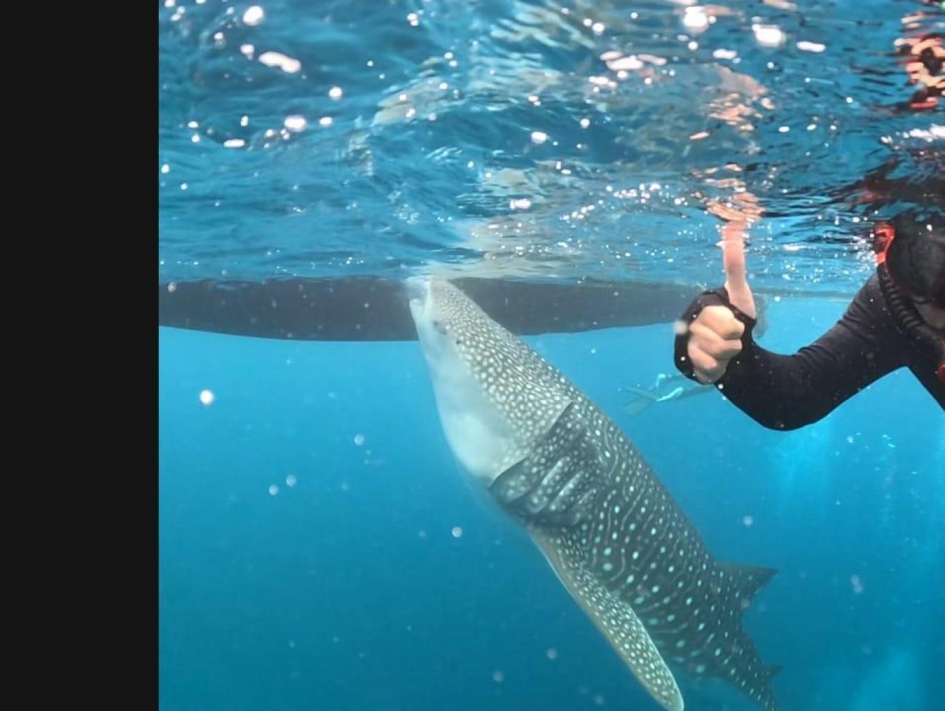 WIsata Snorkling/berenang bersama Hiu Paus Botubarani Gorontalo