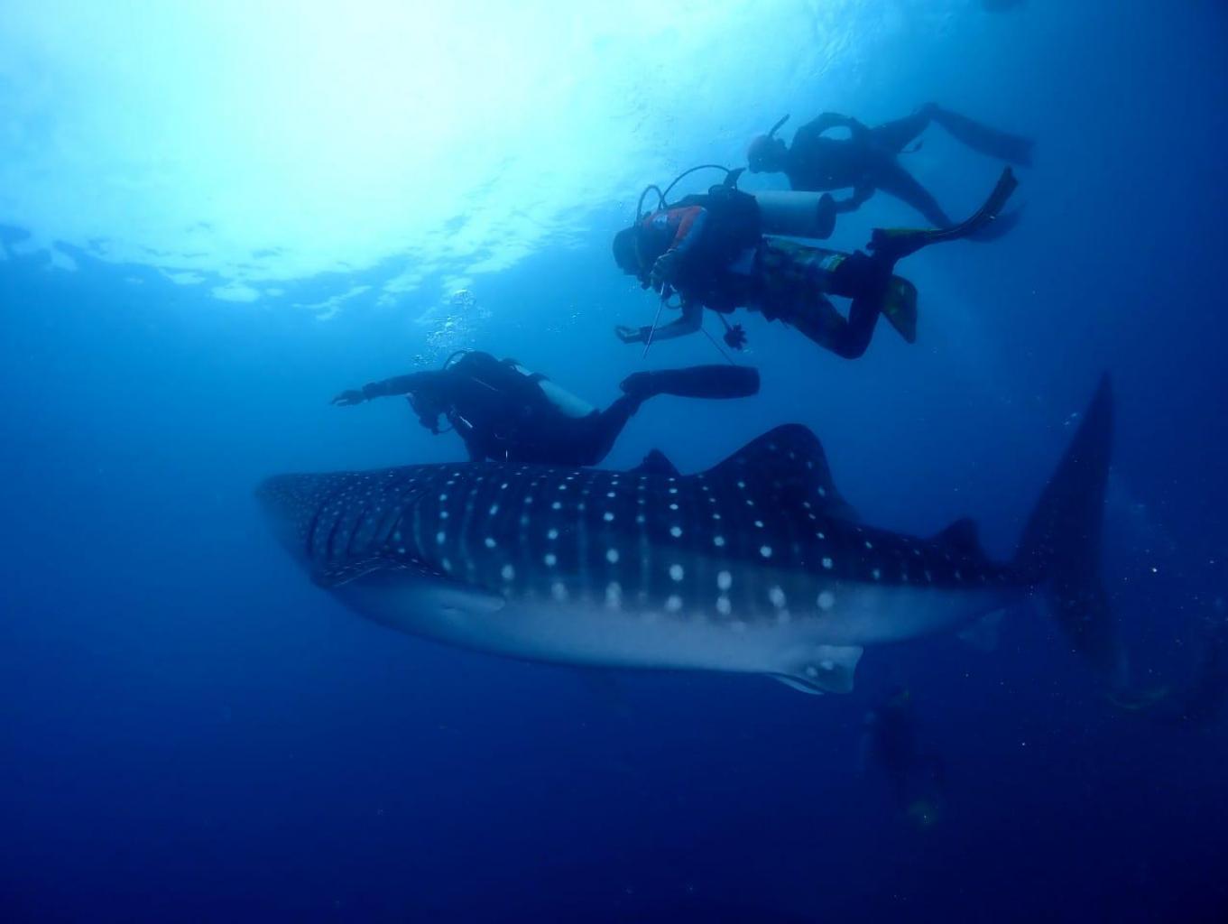 Diving Bersama Hiu Paus Botubarani Gorontalo