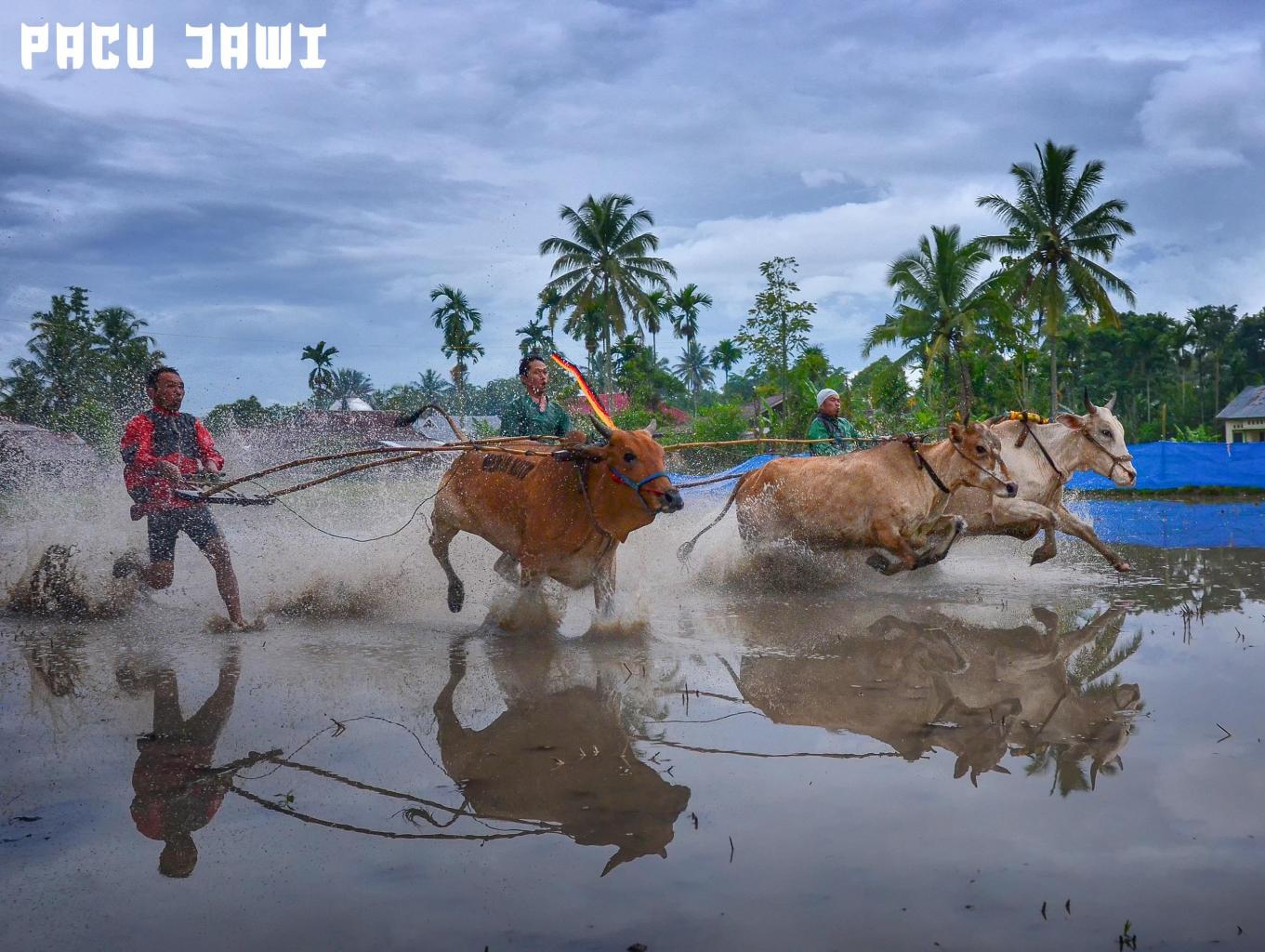 Pacu Jawi Khas Payakumbuh (Pacu Sapi)