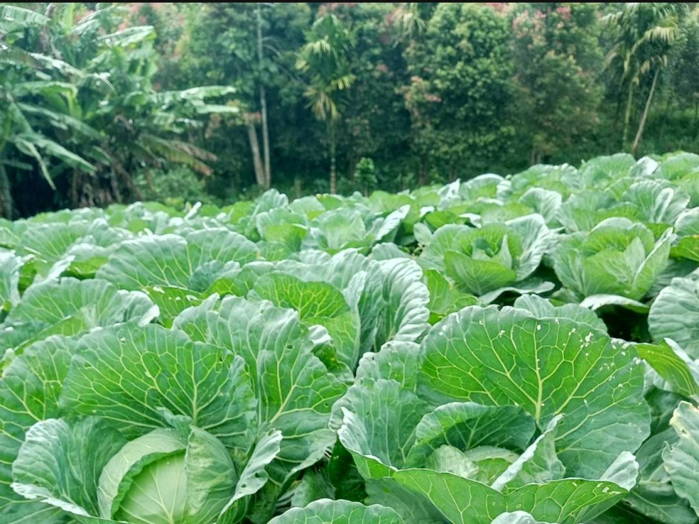Kubis Taman Bunga Puncak Tonang 