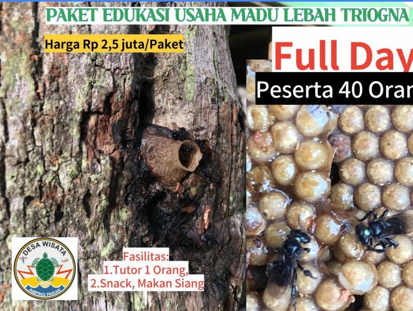 Paket Edukasi Usaha Lebah  Madu Trigona Mangrove (Fullday)