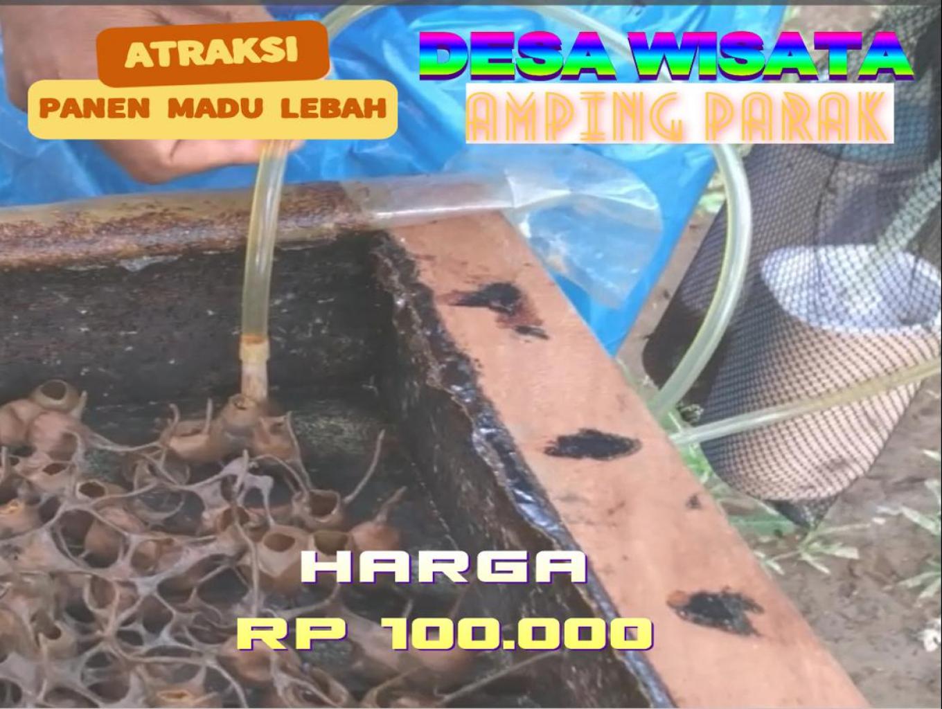 Panen madu  lebah trigona