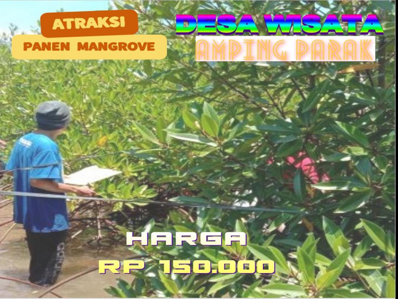 Panen dan pengolahan buah mangrove