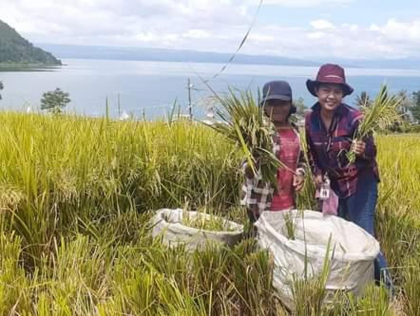 Agro wisata panen padi