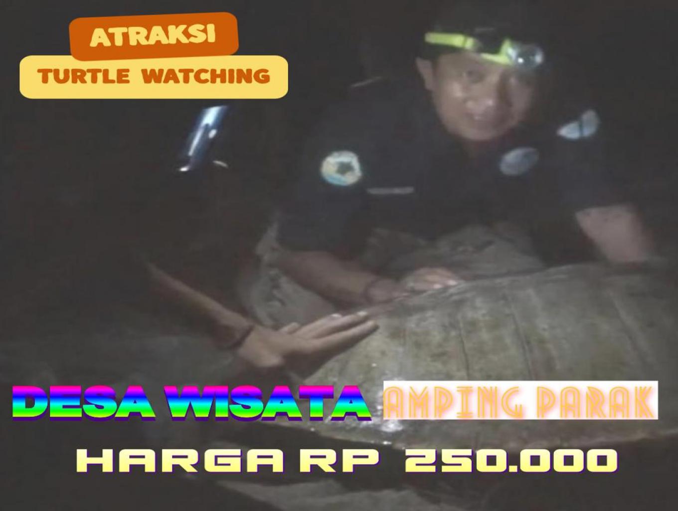 Menyaksikan penyu bertelur