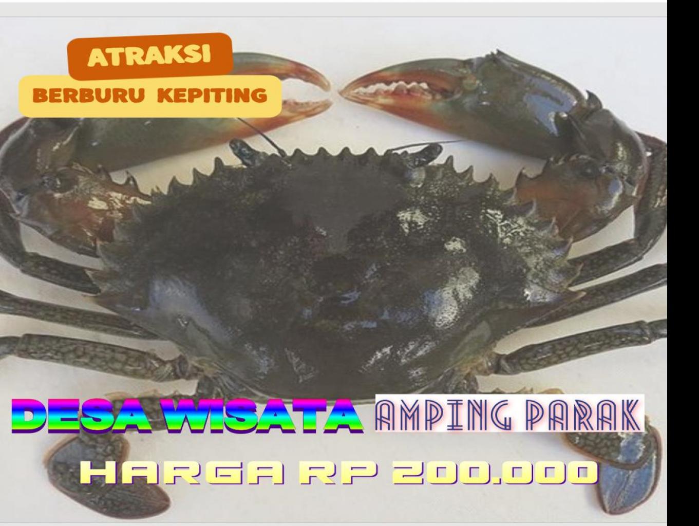 Berburu Kepiting Bakau