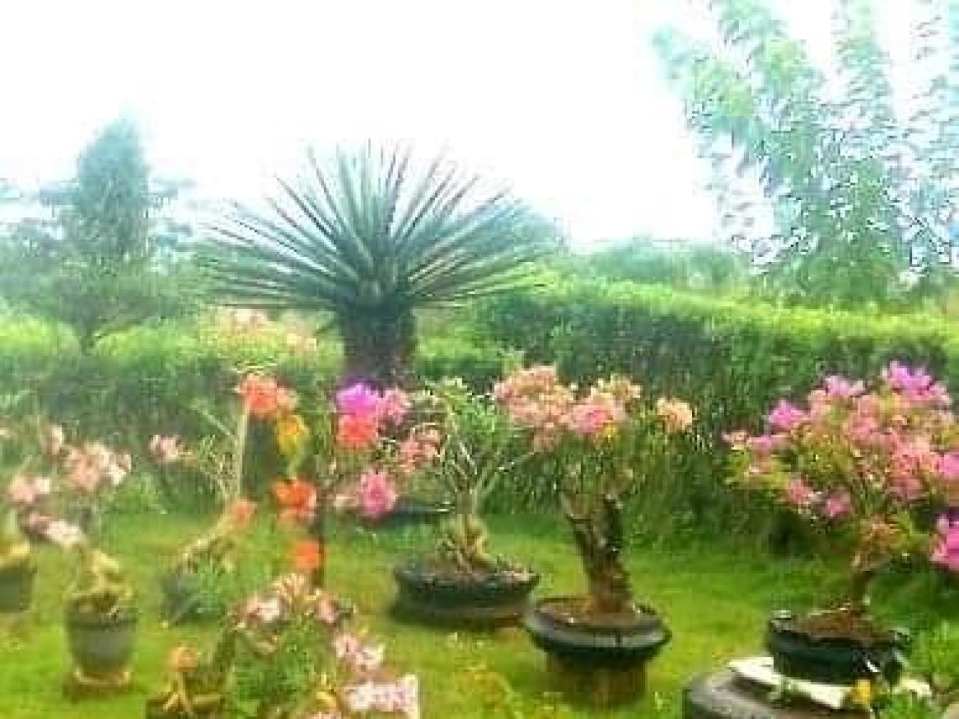 Kerajinan Bonsai