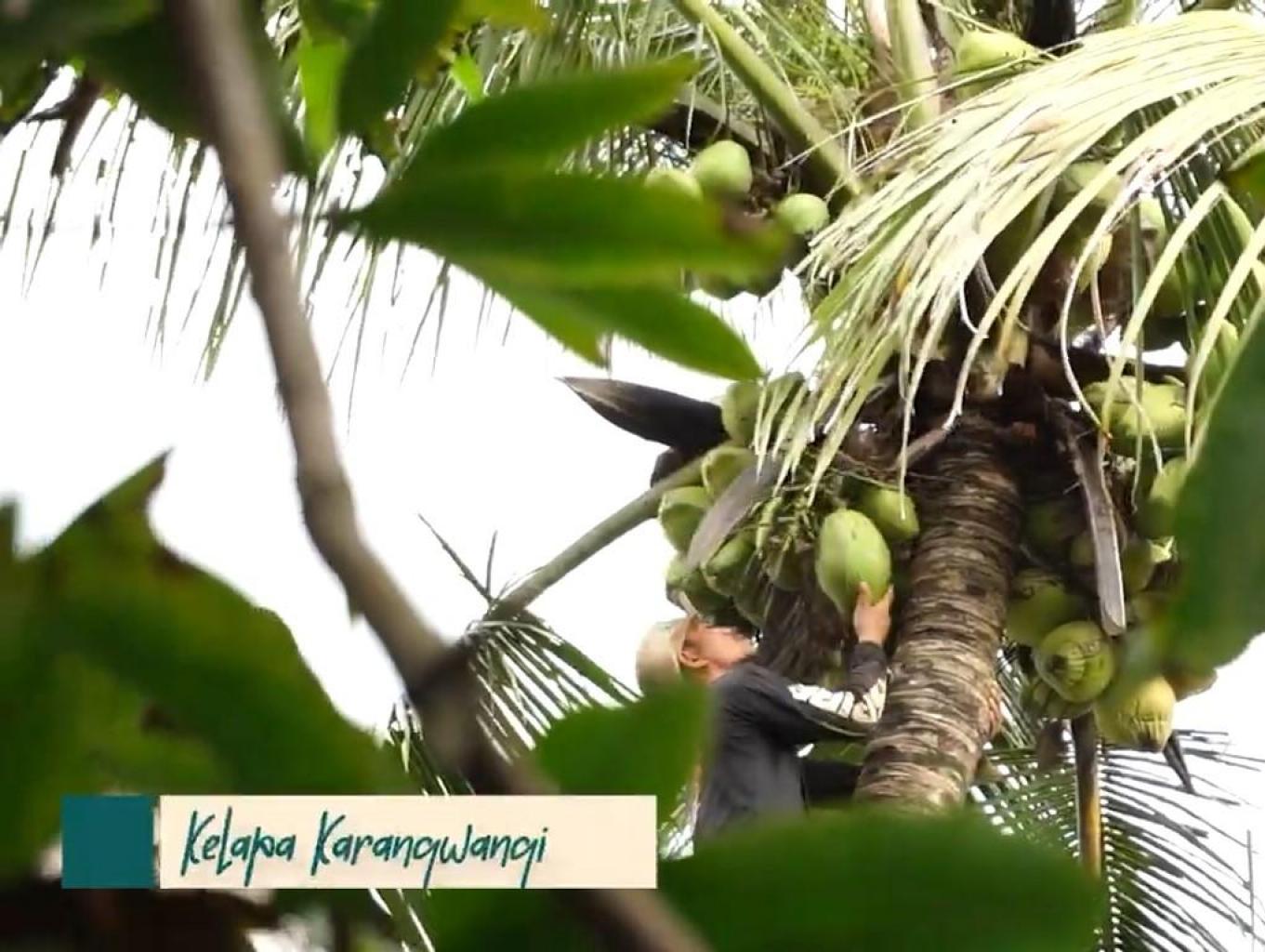 Olahan Kelapa Muda