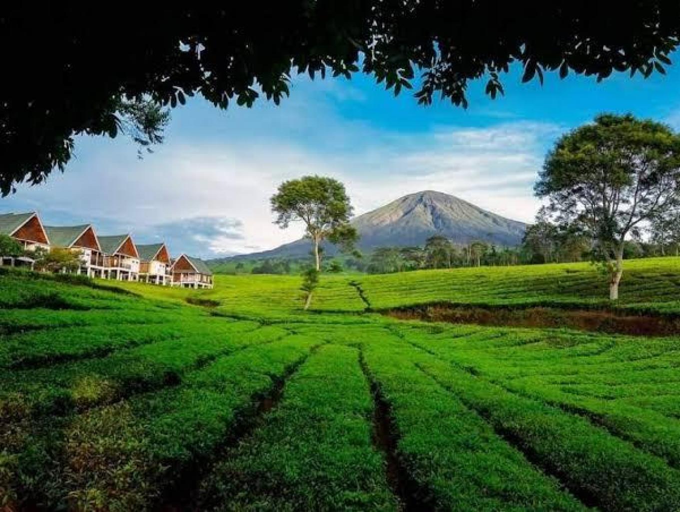 perkebunan teh