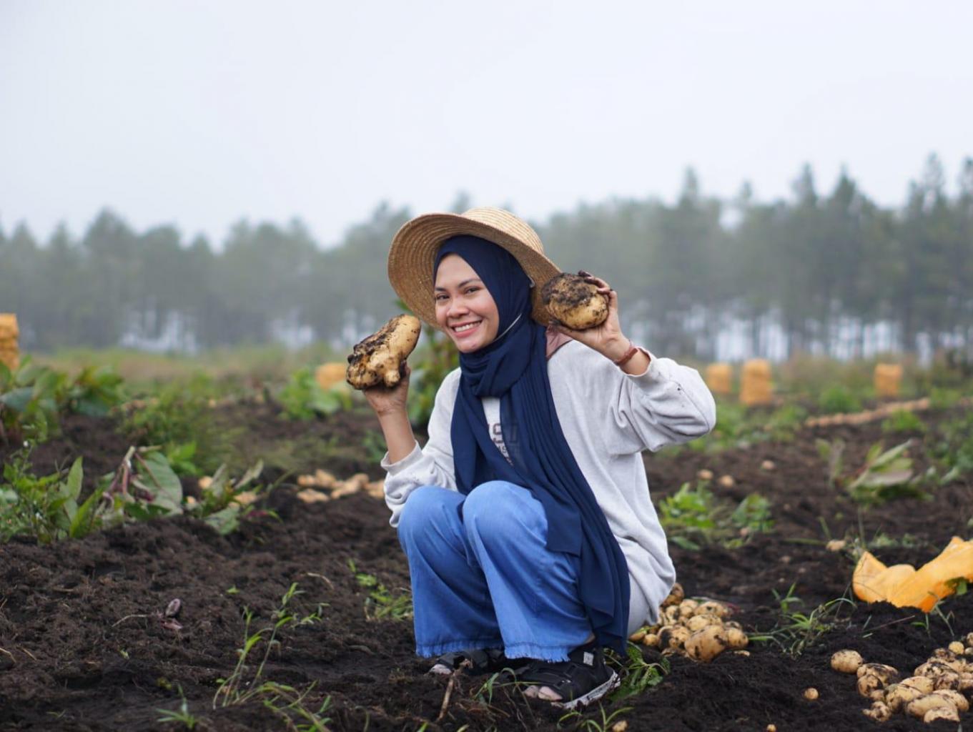 Panen Kentang