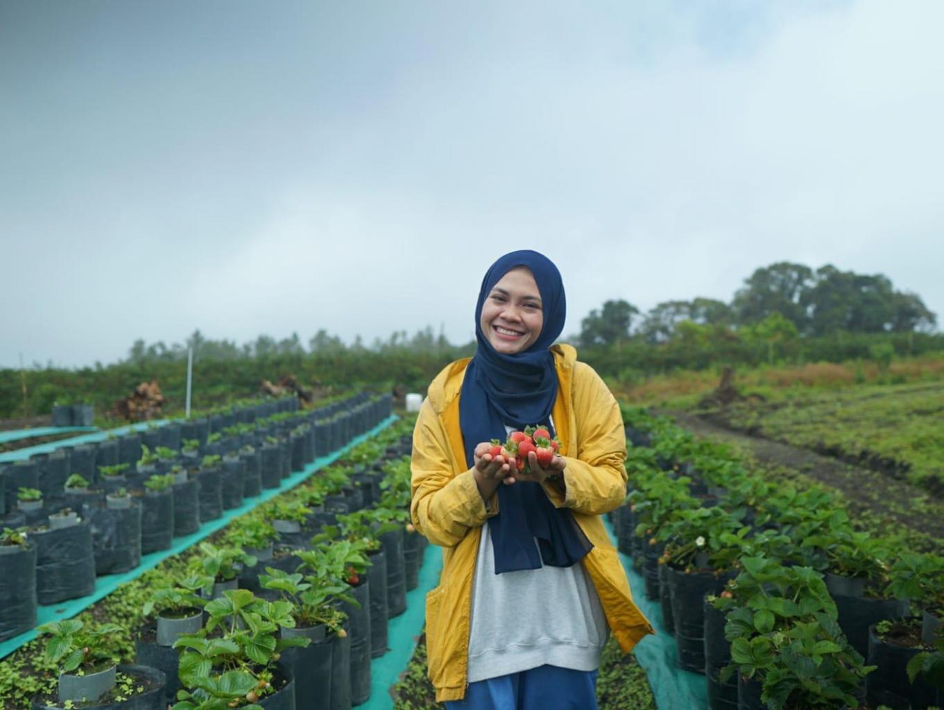 Petik Sendiri Strawberry