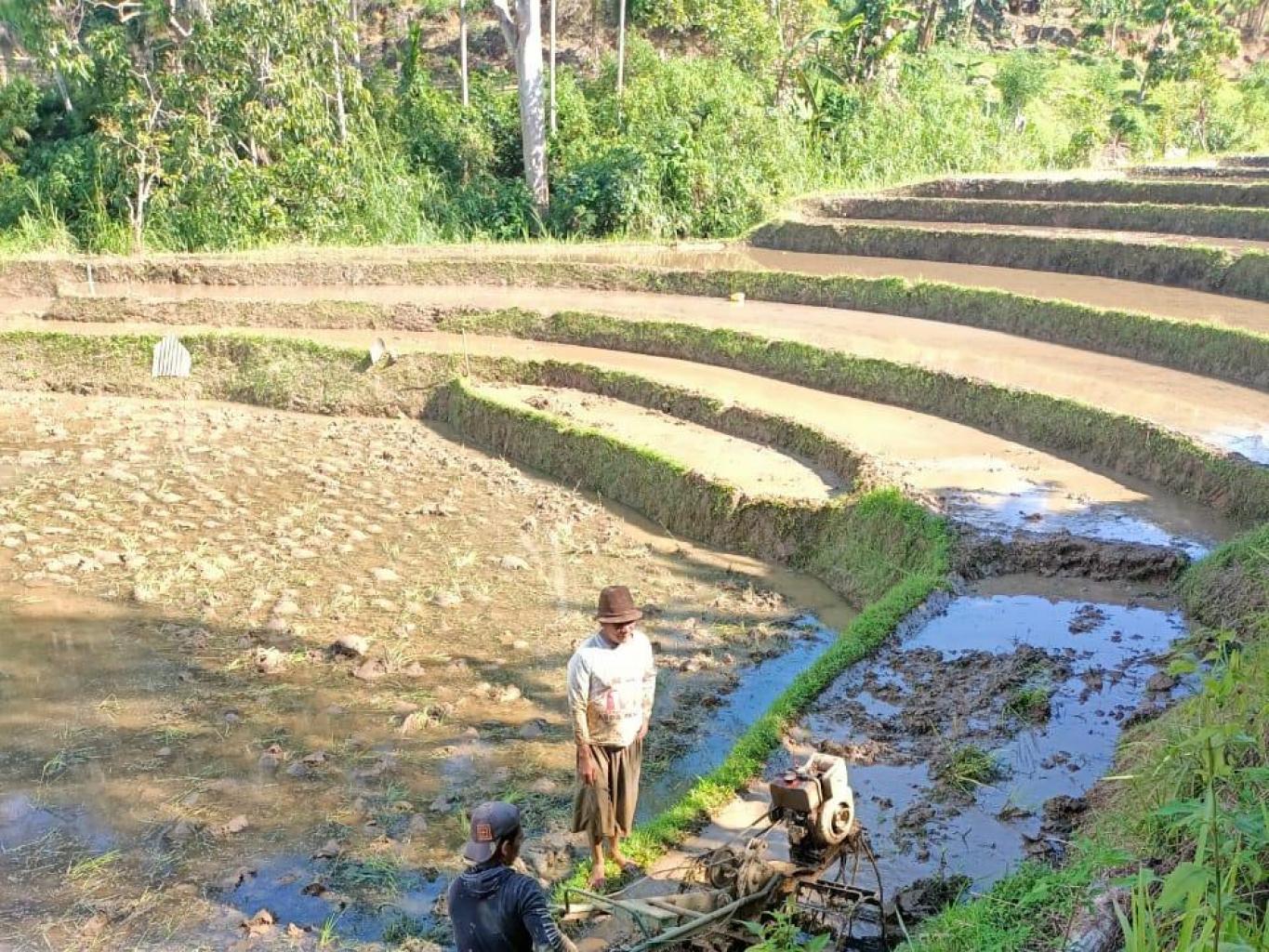 mambajak sawah