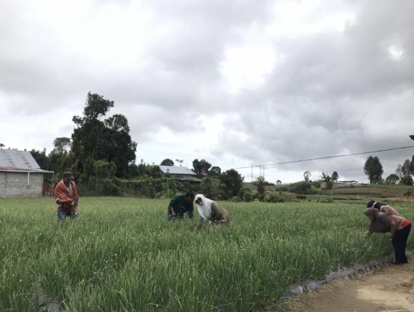Memanen bunga bawang 