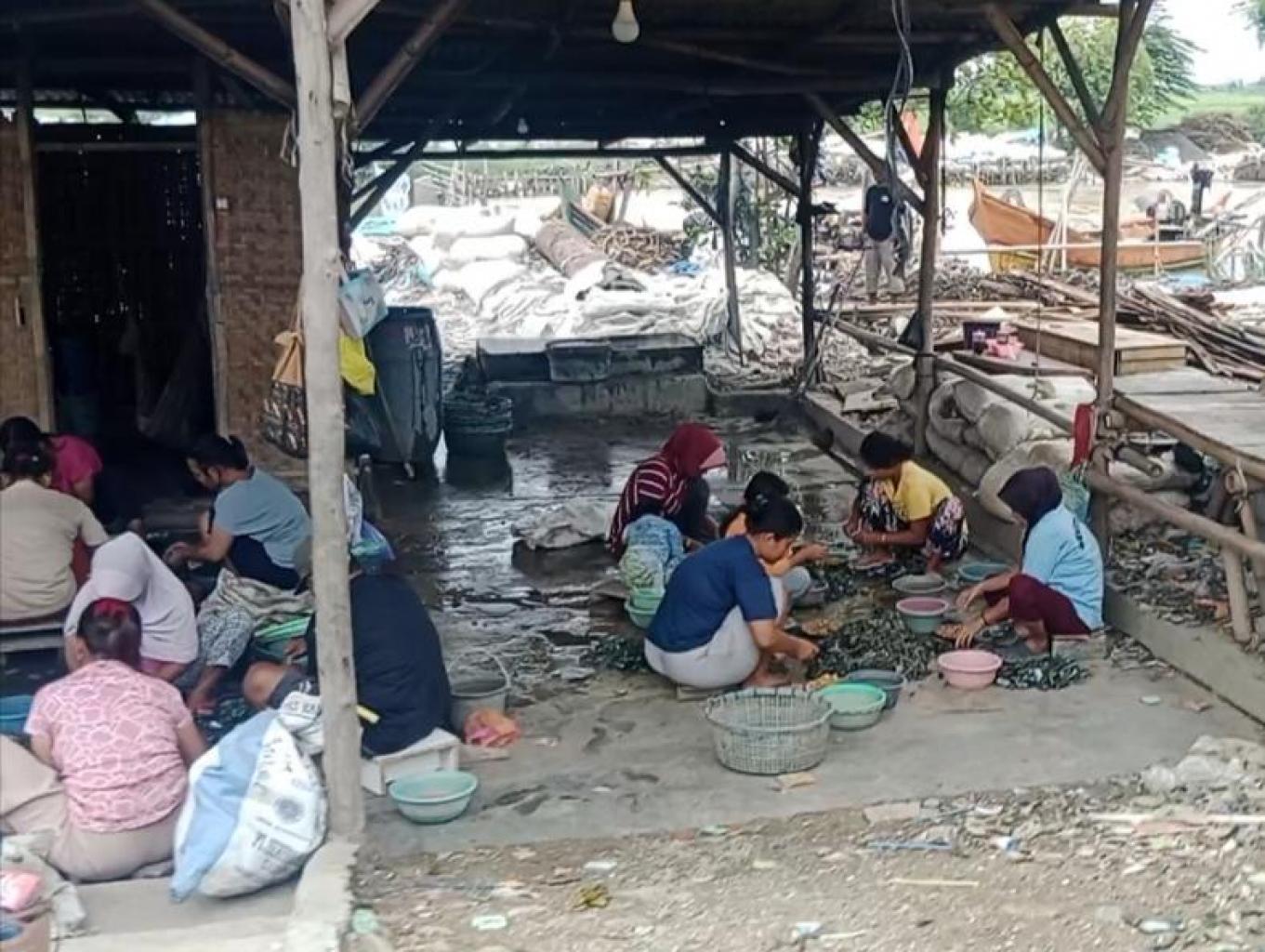 Kerang Hijau / Ijoan