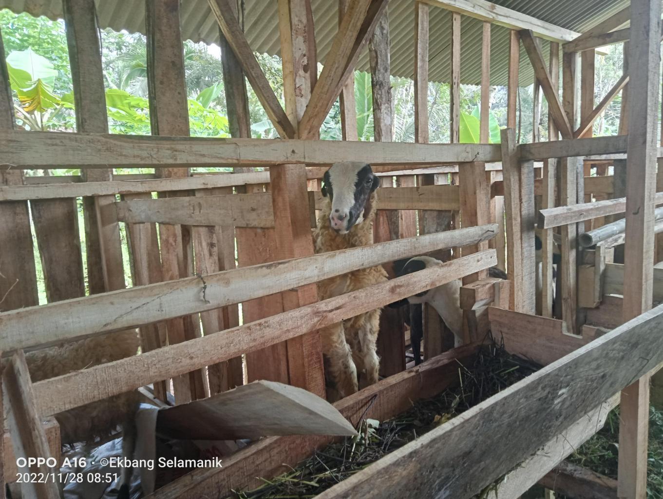 Wisata Edukasi Peternakan Saun the sheep