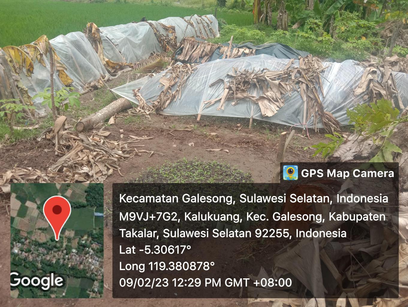 Pembibitan Tanaman Produktif 