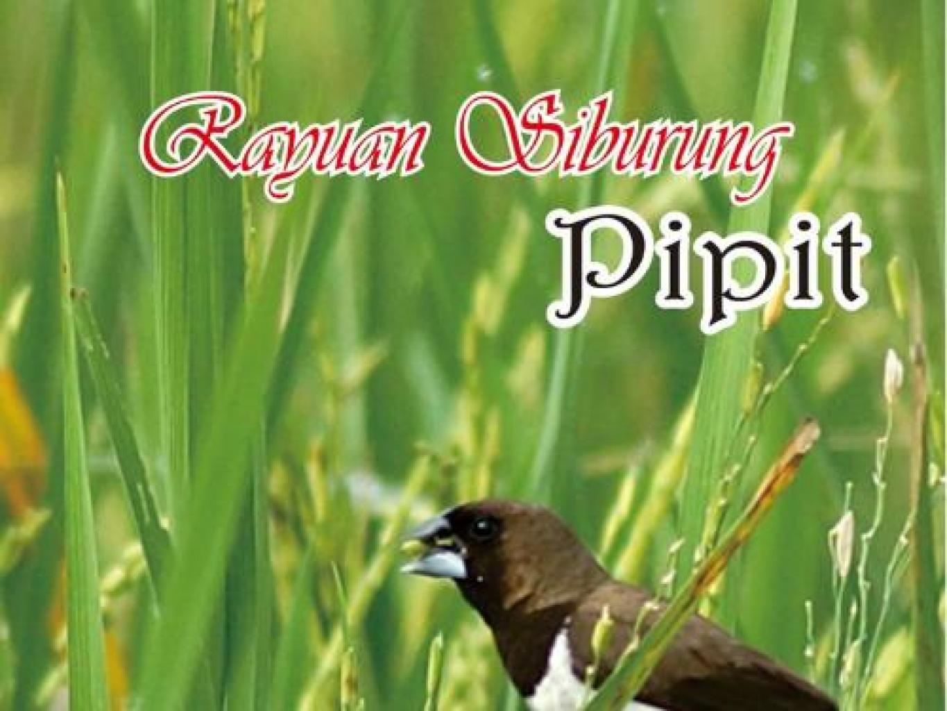 rayuan burung pipit