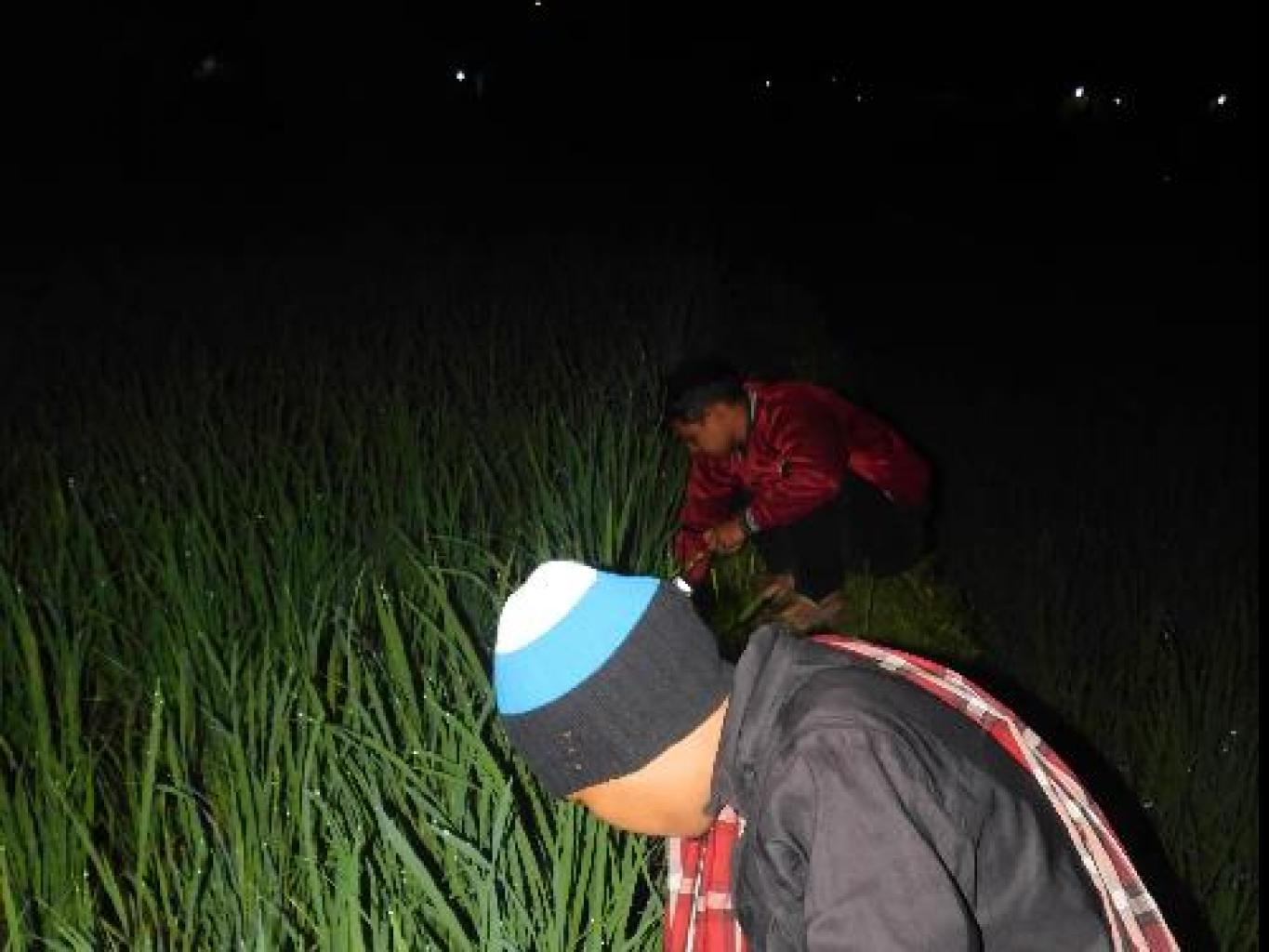 Damar Bulan