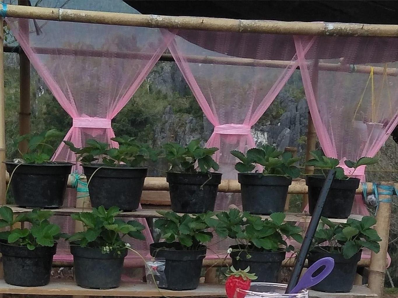 Stoberry Garden