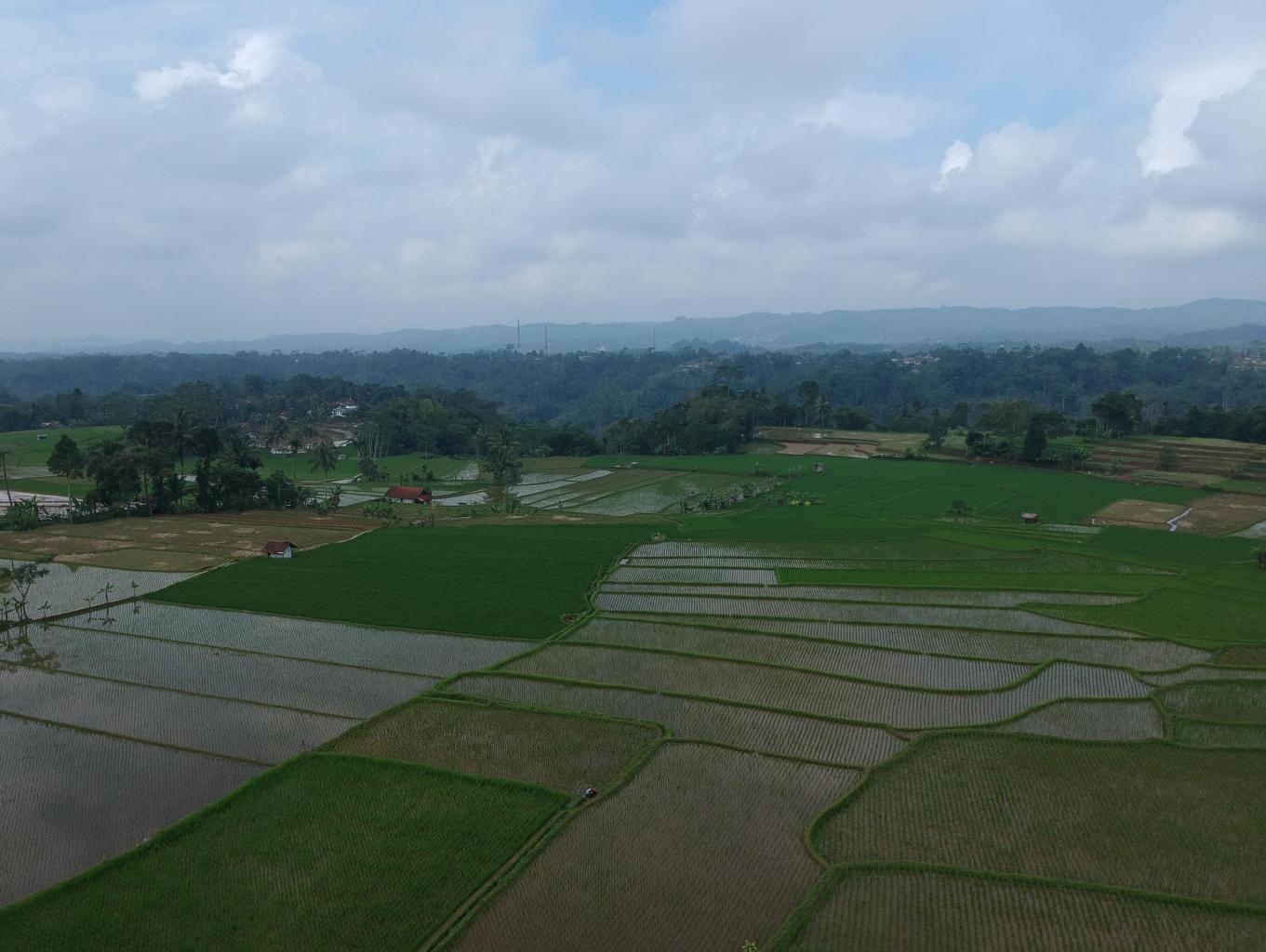 Pusparaja
