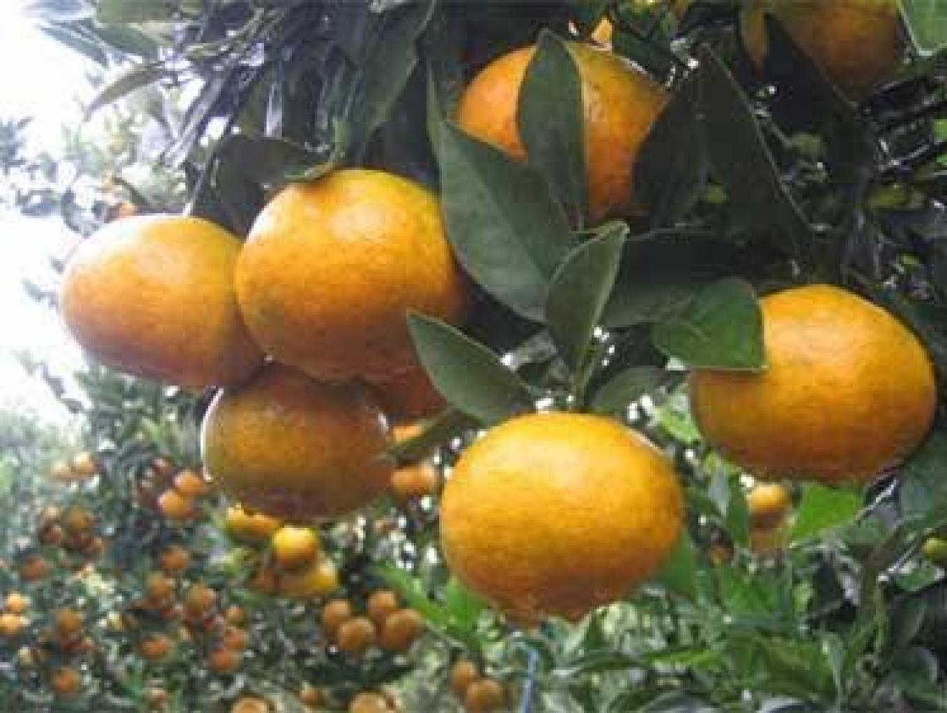 Buah Jeruk