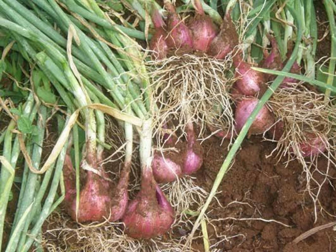 Bawang Merah