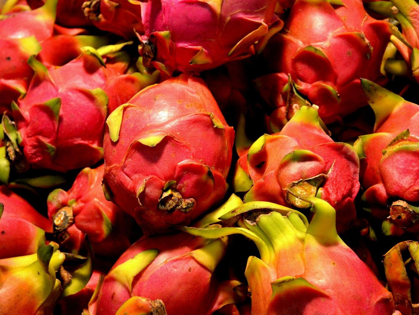 Kebun Buah Naga Pajar & Basri