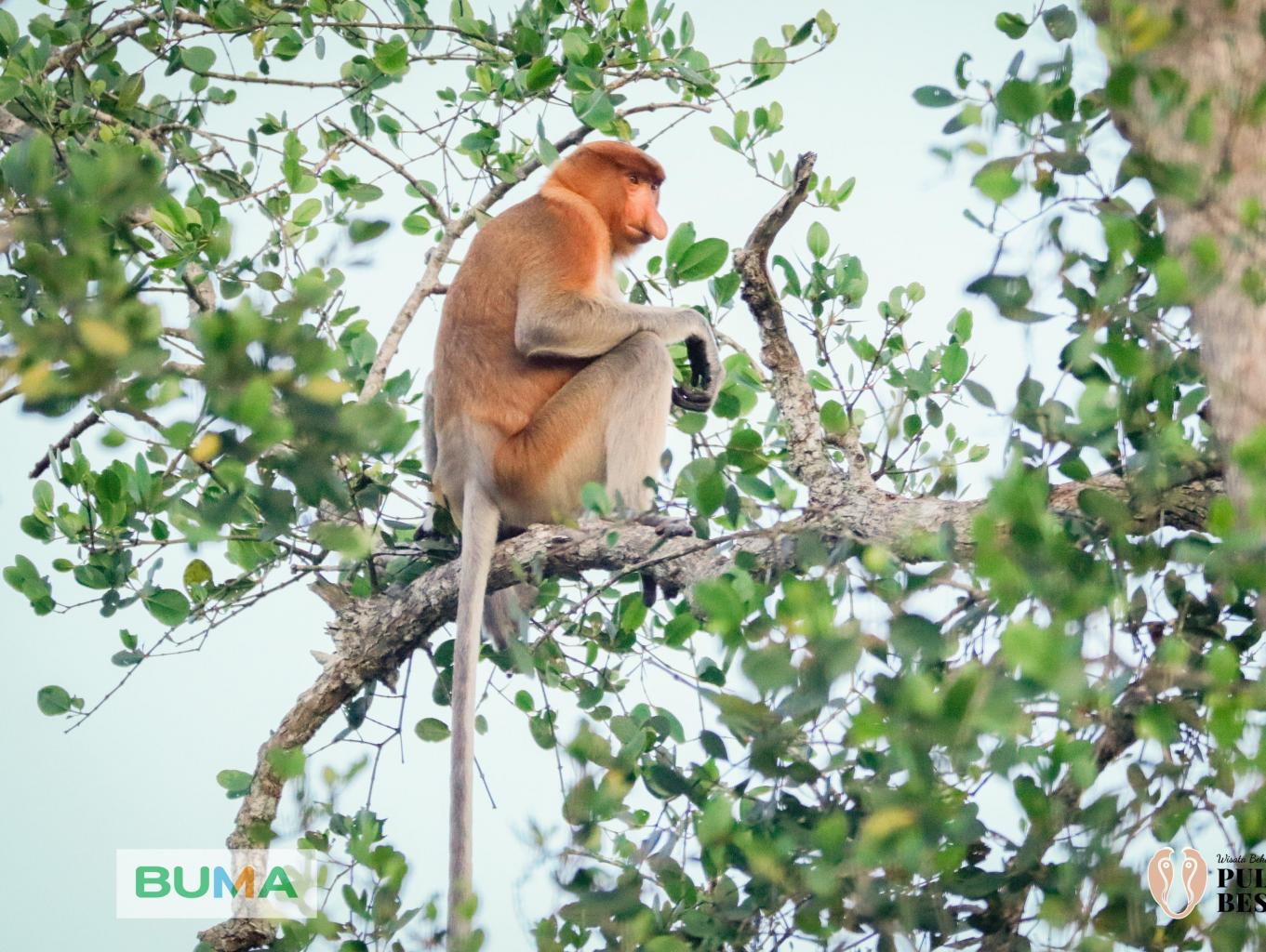 Hunting Ke Habitat Bekantan
