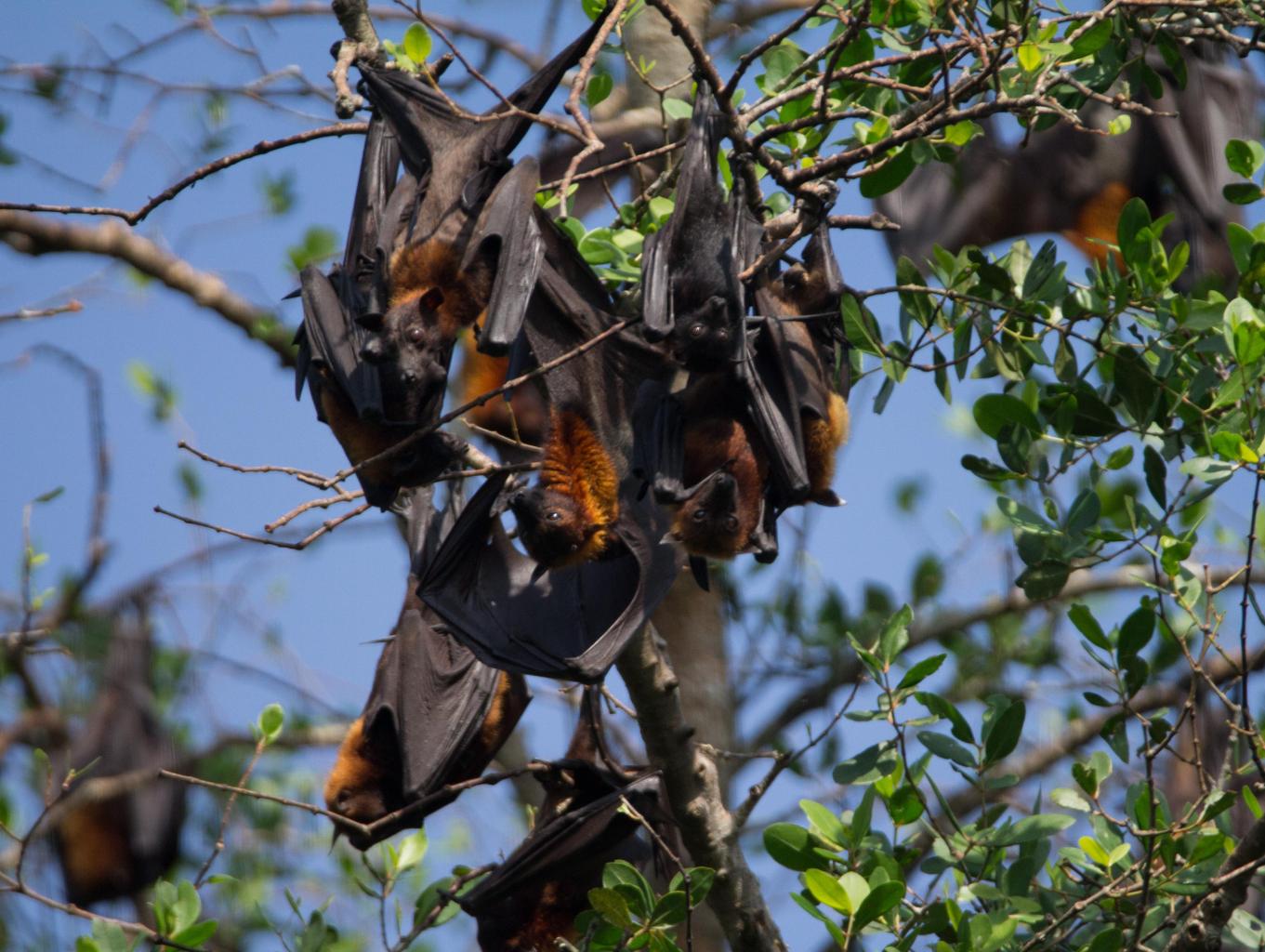 Pulau Batman ( Habitat Kalong/Kelelawar Besar )
