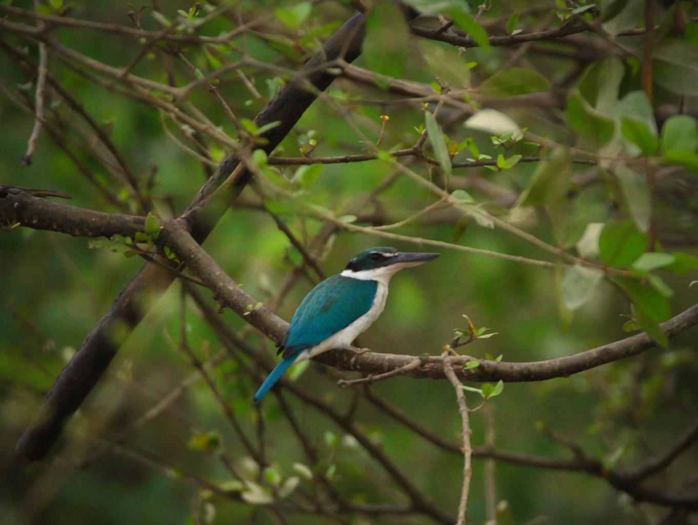 King Fisher ( Burung Raja Udang )