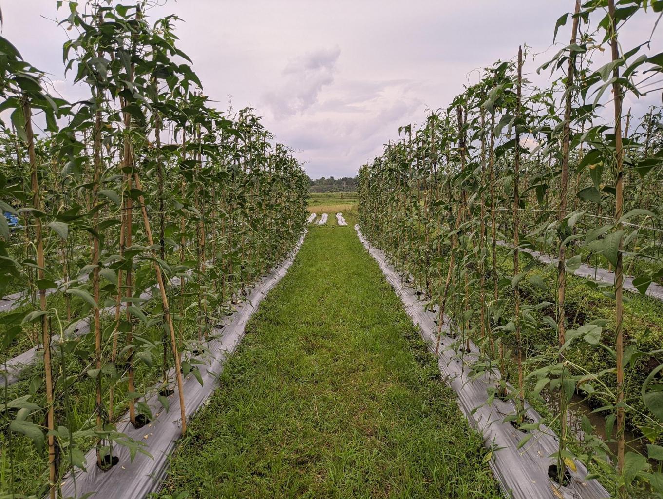 Agrowisata Mabulugo