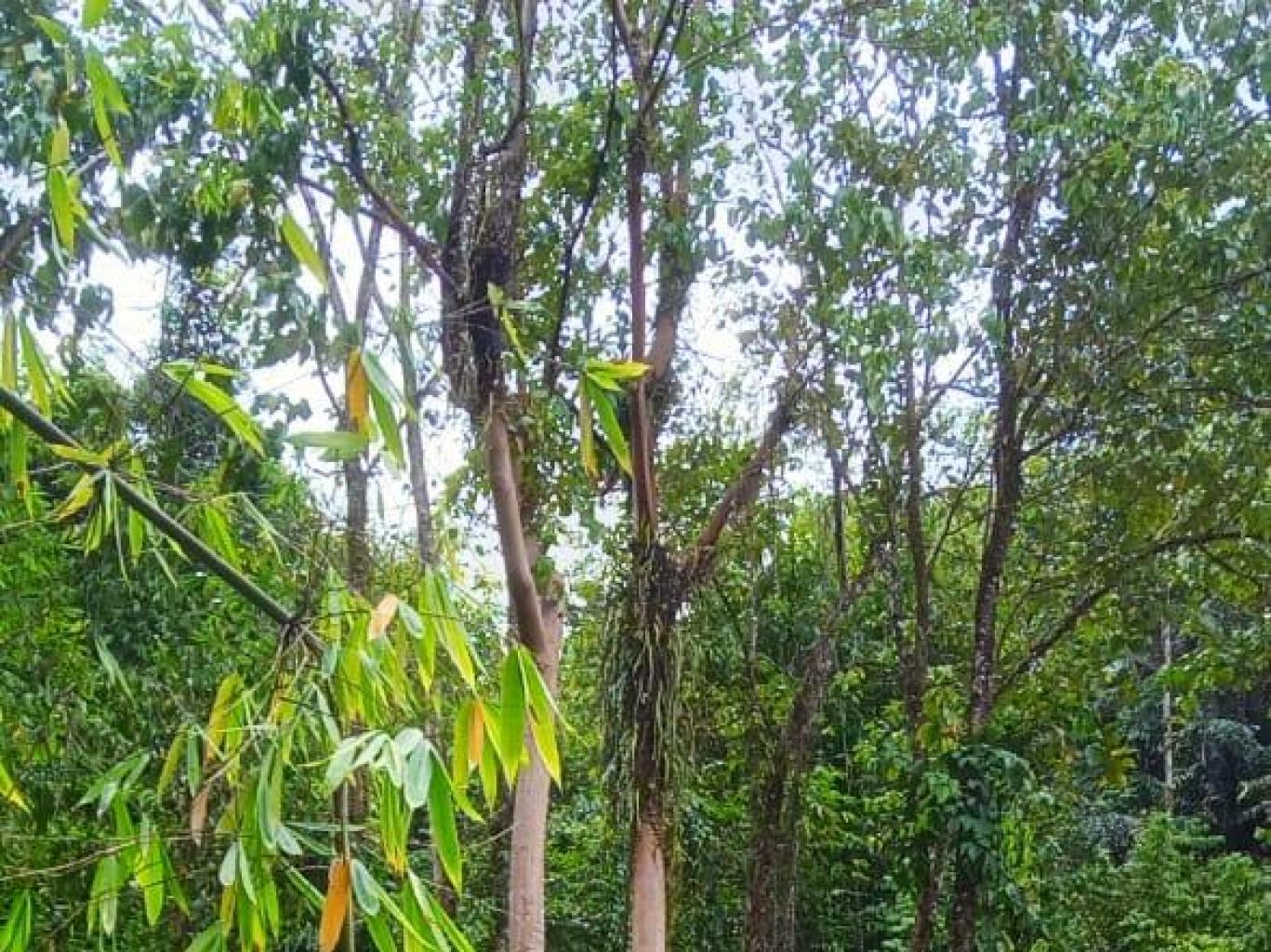 Air Terjun Panas Lawua