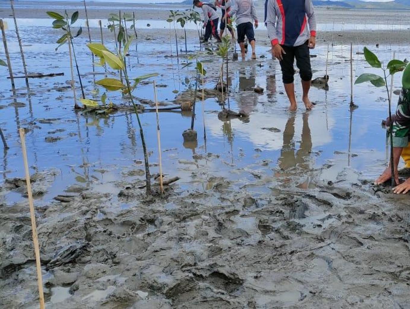 Penanaman Mangrove
