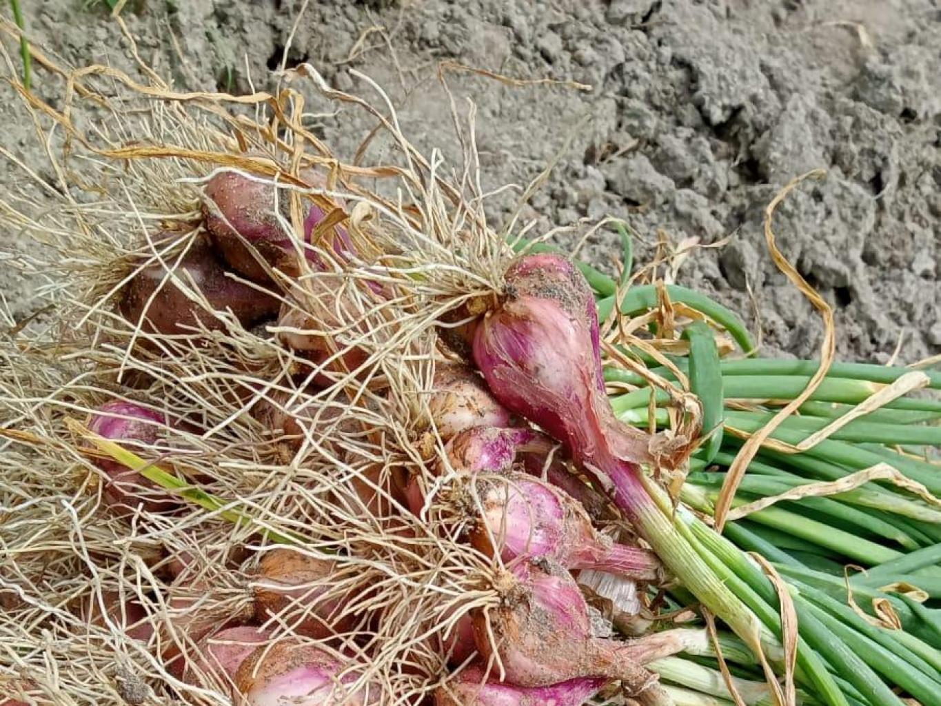 Bawang Merah 