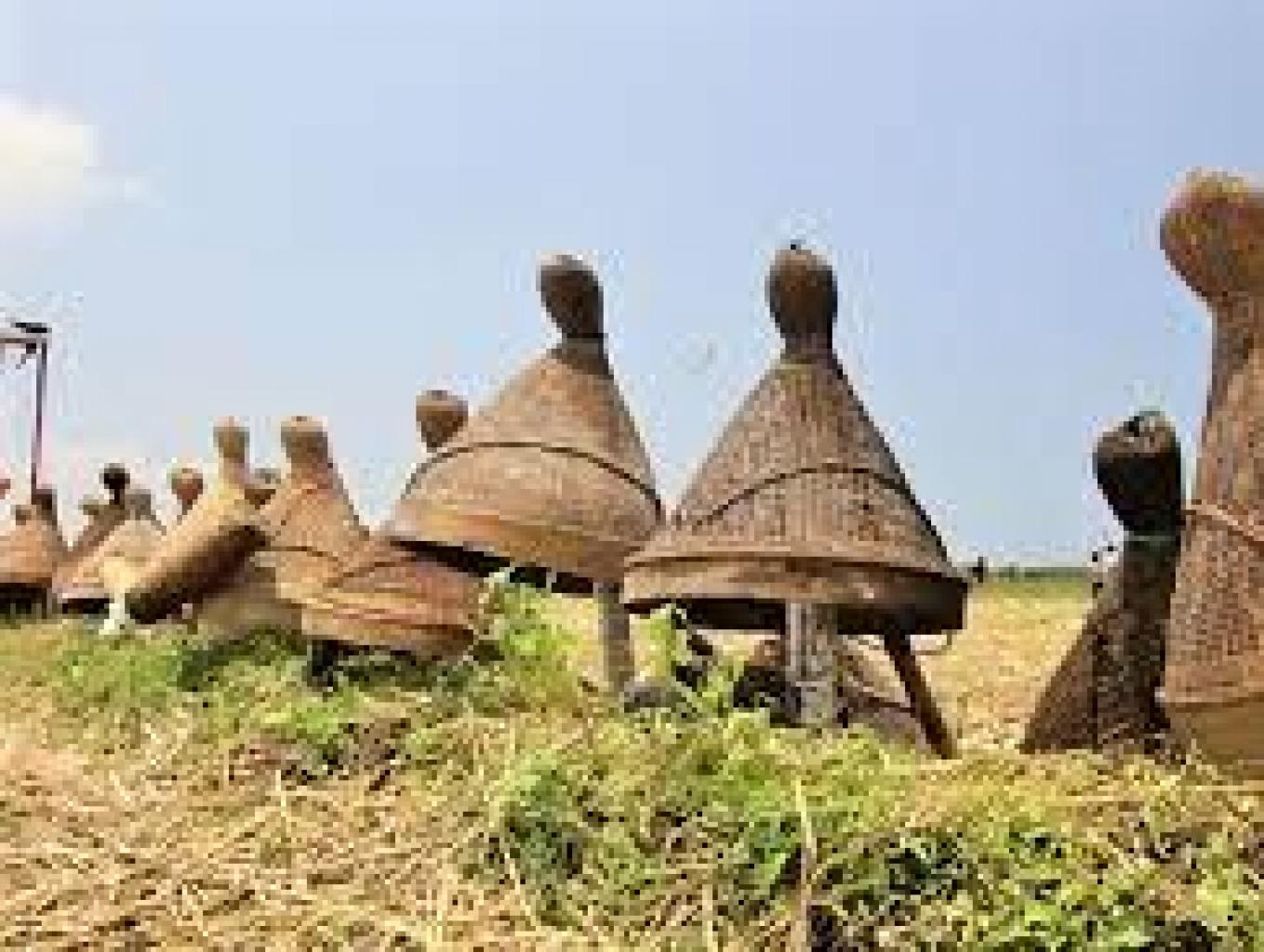 festival nampaling